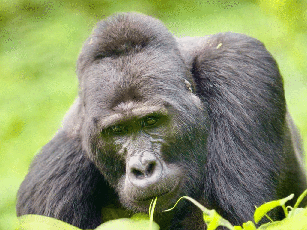 Virunga National Park