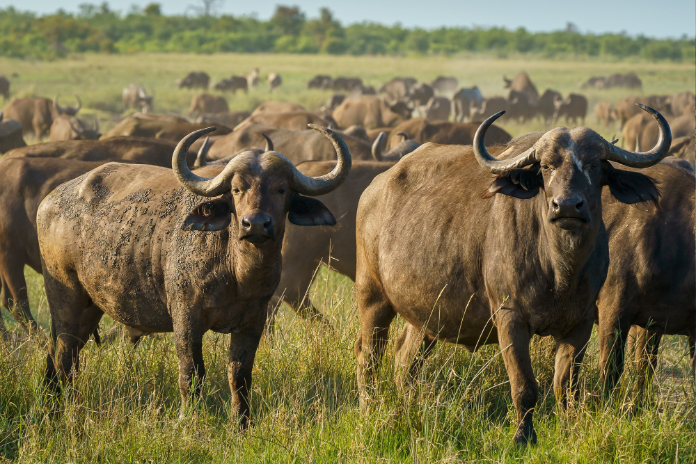 Kidepo Valley National Park