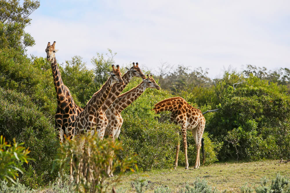 Queen Elizabeth National Park