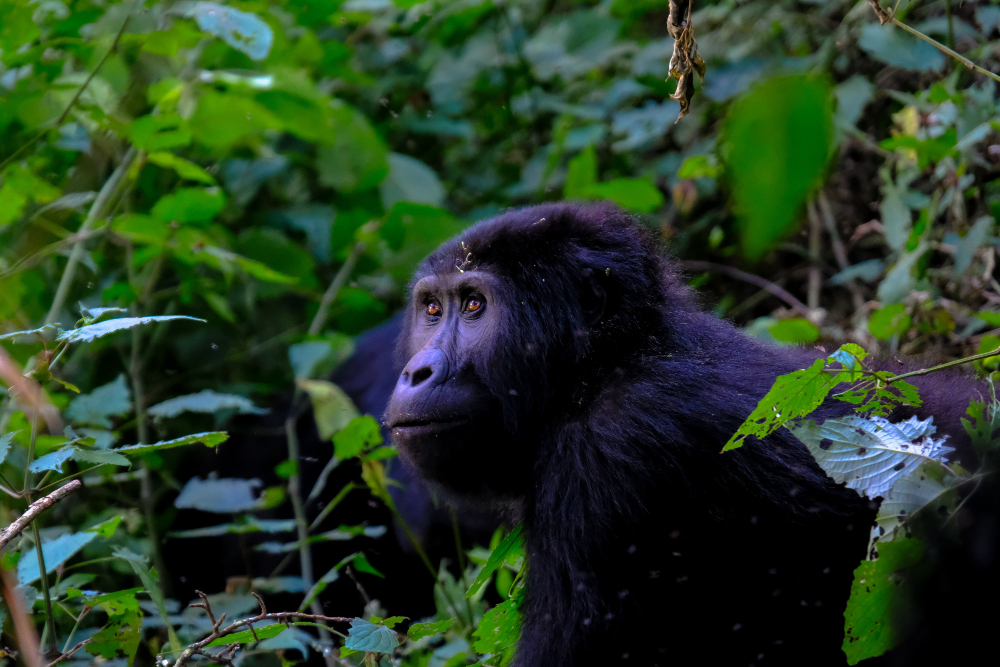 3 Days Mt Mahale Chimpanzee Tracking Safaris